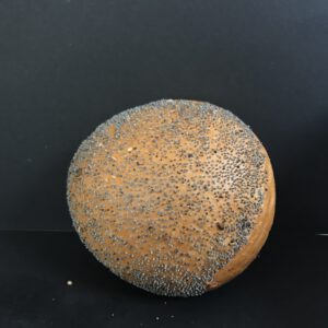Harde witte bol met maanzaad (wit krokant kleinbrood gedecoreerd met maanzaad)