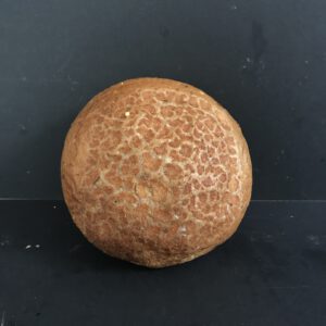 Harde bruine tijgerbol (bruin krokant kleinbrood gedecoreerd met tijgerpap)