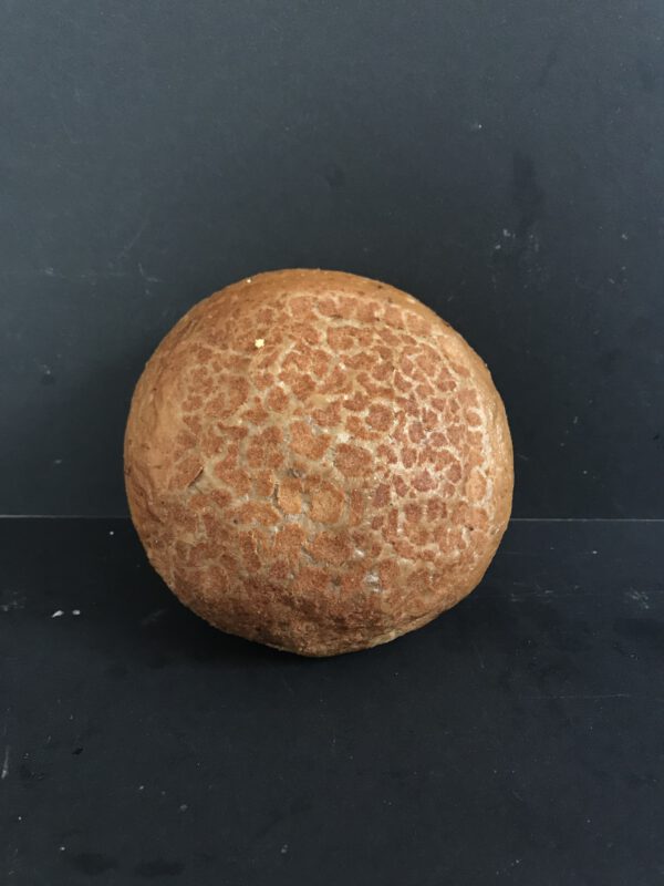 Harde bruine tijgerbol (bruin krokant kleinbrood gedecoreerd met tijgerpap)